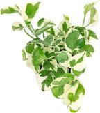 Pothos N'Joy (4" Grower Pot) - Low Light and Healthy Houseplant - Easy to Care Indoor Houseplant