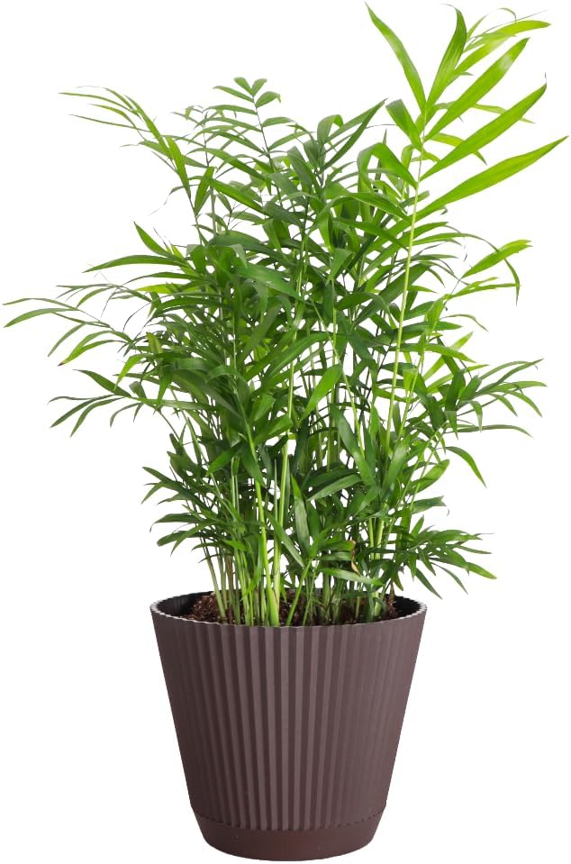 Thorsen's Greenhouse Parlor Palm Plant, Live Indoor Plant, Neanthe Bella Palm, Natural Air Purifier, Easy to Grow, Pet Safe Plant, 6-inch Diameter Pot (Chocolate (6" Pot))