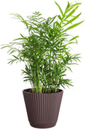 Thorsen's Greenhouse Parlor Palm Plant, Live Indoor Plant, Neanthe Bella Palm, Natural Air Purifier, Easy to Grow, Pet Safe Plant, 6-inch Diameter Pot (Chocolate (6" Pot))