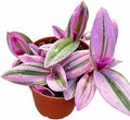 4" Nursery Pot Live Tradescantia Nanouk Plant, Pink & Purple Striped Foliage, Easy Care Indoor Houseplant