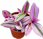 4" Nursery Pot Live Tradescantia Nanouk Plant, Pink & Purple Striped Foliage, Easy Care Indoor Houseplant