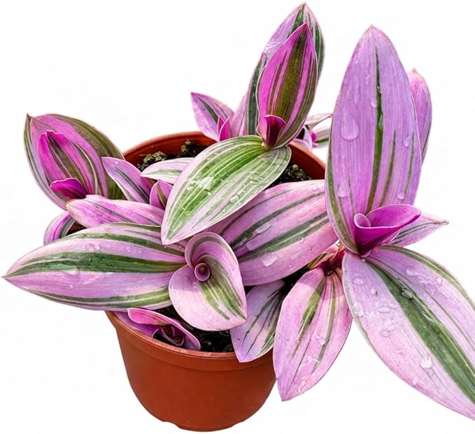 4" Nursery Pot Live Tradescantia Nanouk Plant, Pink & Purple Striped Foliage, Easy Care Indoor Houseplant