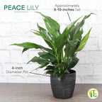Thorsen's Greenhouse Live Peace Lily Plant, Spathyphylum, Low Light, Natural Air Purifier Live Indoor Plant, 4-6" Diameter Pot (Coffee, 4-inch Pot)