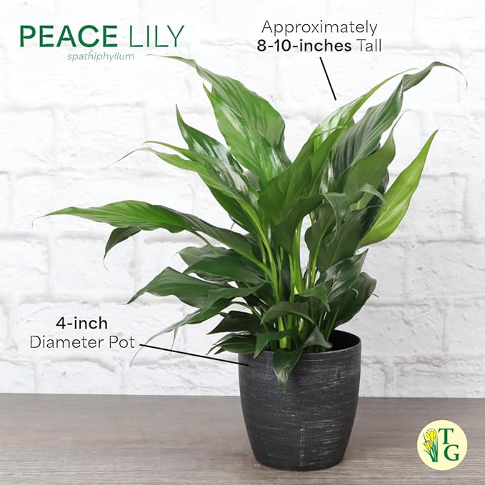 Thorsen's Greenhouse Live Peace Lily Plant, Spathyphylum, Low Light, Natural Air Purifier Live Indoor Plant, 4" Diameter Pot (White, 4-inch Pot)