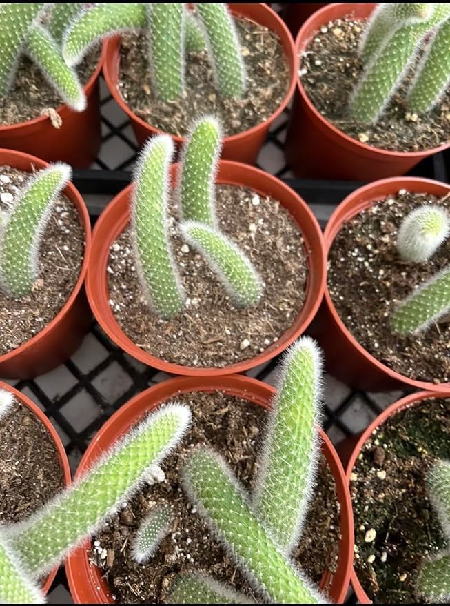 Rare Monkey Tail Cactus (Hildewintera colademononis) 4Inch Pot Around 3-4 Tails Around 3-8 in Inches for Each Tail Rooted and Healthy