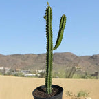 Cactus Outlet - Cactus Plants Live, Euphorbia Royaleana Live Cactus 36"+ - Rare Large Live Cactus - Landscape Ready Large Cactus Plant Live Delivered Right to Your Door