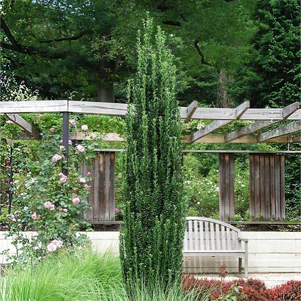 Brighter Blooms - Sky Pencil Holly Tree, 2-3 ft. - No Shipping to AK, AZ, HI, OR