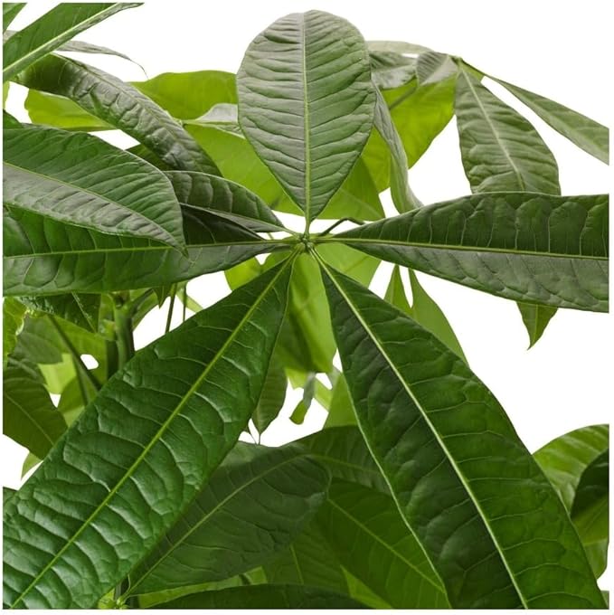 Money Tree 'Guiana Chestnut' Pachira Braid | Live Plant for Indoor & Outdoor | for Living Room, Office, Bathroom | (10" Pot)