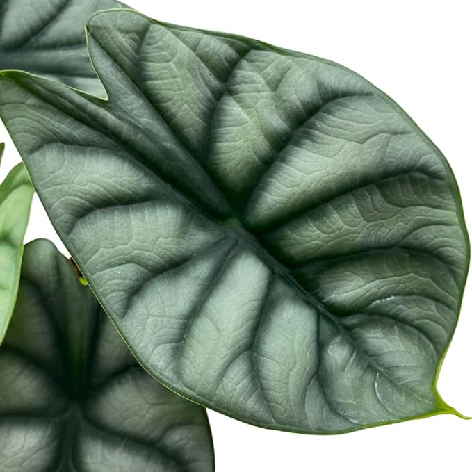 Alocasia Silver Dragon, Super Rare Jewel Alocasia, in 4 inch Pot, Alocasia baginda