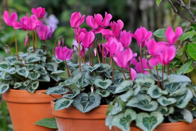 Cyclamen Plant Live in 4" Pot, Hardy Indoor Flowering Houseplant with Ornamental Blooms