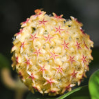2 Light Yellow Hoya Plants Live Houseplants, Indoor Outdoor Planting, Starter 5-8 Inches in Tall, Well-Rooted for Zones 9-11