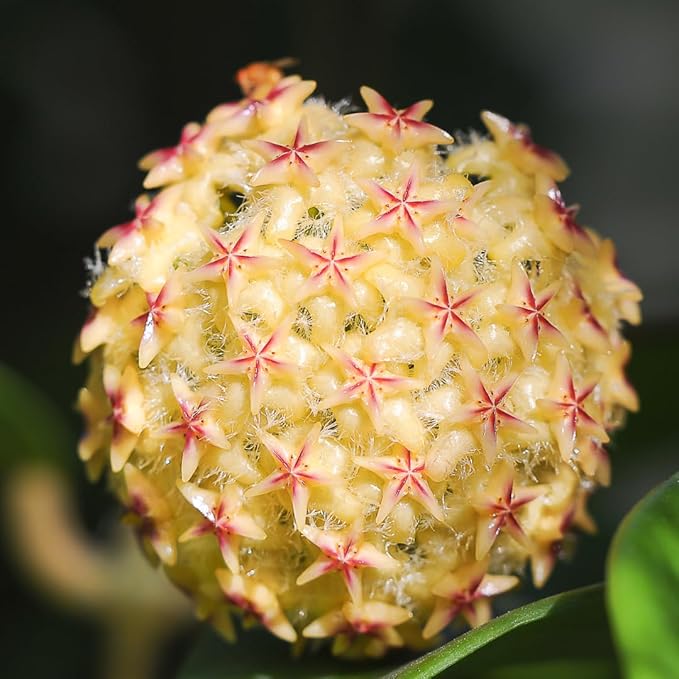 2 Light Yellow Hoya Plants Live Houseplants, Indoor Outdoor Planting, Starter 5-8 Inches in Tall, Well-Rooted for Zones 9-11
