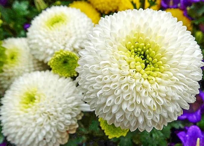 100PCS Mixed Color Snowball Mums Pompon Chrysanthemum Seeds Pompon Mum Courtyard Flower Heirloom Rare Seeds