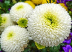 100PCS Mixed Color Snowball Mums Pompon Chrysanthemum Seeds Pompon Mum Courtyard Flower Heirloom Rare Seeds
