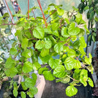 2 Green Swedish Ivy Plants Live for Planting, Plectranthus Swedish Ivy Herb Live Starter Plants, Swedish Ivy Mint Plant Hanging Basket Houseplant