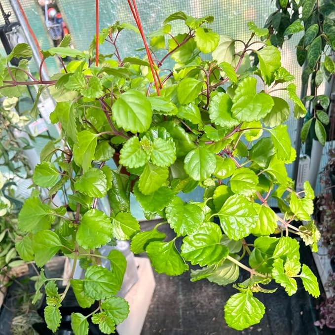 2 Green Swedish Ivy Plants Live for Planting, Plectranthus Swedish Ivy Herb Live Starter Plants, Swedish Ivy Mint Plant Hanging Basket Houseplant