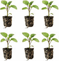Classic Eggplant Live Plants 6-Pack – Garden-Ready Eggplant Plants for Raised Beds, Containers, or Outdoor Gardens – 2–5” Transplant-Ready Plug Plants