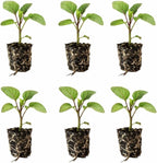Classic Eggplant Live Plants 6-Pack – Garden-Ready Eggplant Plants for Raised Beds, Containers, or Outdoor Gardens – 2–5” Transplant-Ready Plug Plants