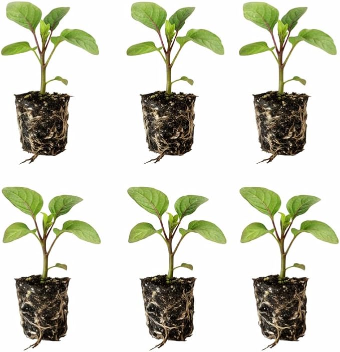 Classic Eggplant Live Plants 6-Pack – Garden-Ready Eggplant Plants for Raised Beds, Containers, or Outdoor Gardens – 2–5” Transplant-Ready Plug Plants