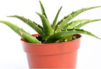 Live Aloe Succulent Plant – Fully Rooted Large 4-Inch Aloe Succulent (Aloe Morning Dew)