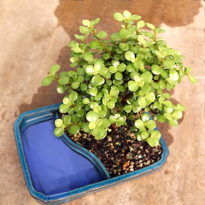Brussel's Bonsai Live Dwarf Jade Bonsai Tree, Indoor - Medium, 4 Years Old, 8 to 12 Inches Tall - Decorative Water Bonsai Pot with Bonsai Tray