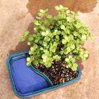 Brussel's Bonsai Live Dwarf Jade Bonsai Tree, Indoor - Medium, 4 Years Old, 8 to 12 Inches Tall - Decorative Water Bonsai Pot with Bonsai Tray