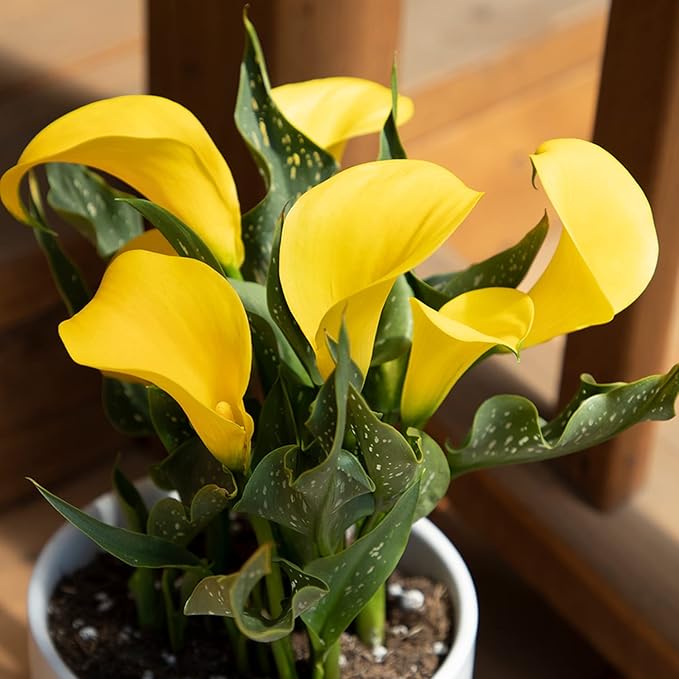 Calla Lily Plants Live Plants for Garden (4 Pack), Yellow Flowers for Delivery Prime, Potted Flowers for Garden Flowers Live Plants Outdoor Plants Live Houseplants, Calla Lily Bulbs by Plants for Pets