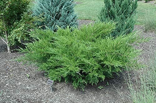 Sea Green Juniper - 20 Live Plants - Juniperus Chinensis - Hardy Evergreen Privacy Screen