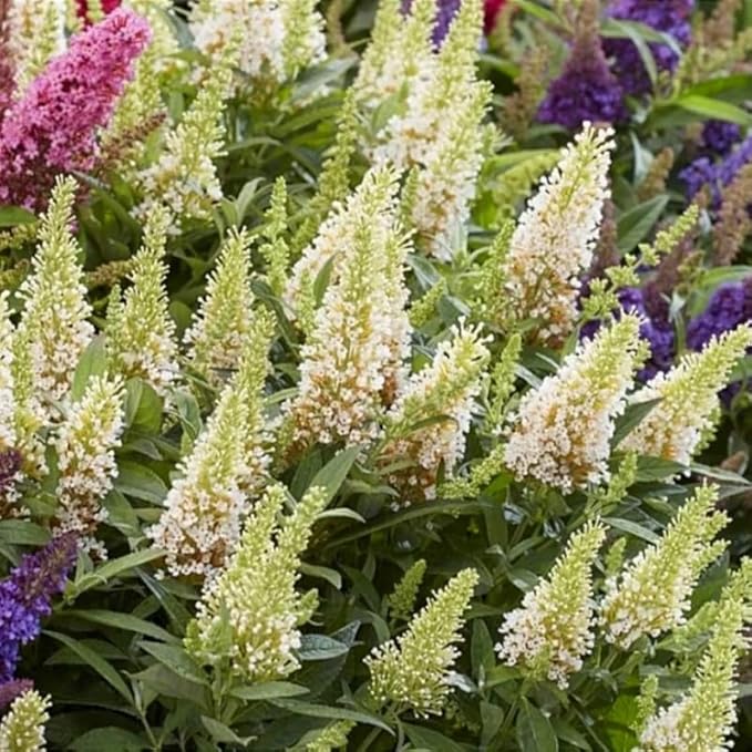 White Butterfly Bush Live Shrub Plant Shrub, Buddleia Bush Well Rooted, 5 to 10 Inc Tall