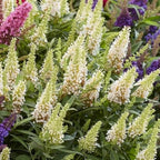 White Butterfly Bush Live Shrub Plant Shrub, Buddleia Bush Well Rooted, 5 to 10 Inc Tall