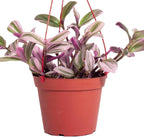 Shop Succulents Tradescantia Nanouk, Hanging Live Indoor Plant, Easy Care Hanging Trailing Houseplant in Nursery Pot, Air Purifying Plant in Soil, Housewarming, Home Décor, 6 Inch Pot