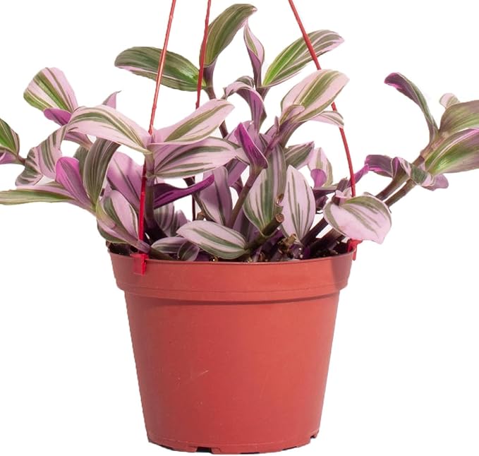 Shop Succulents Tradescantia Nanouk, Hanging Live Indoor Plant, Easy Care Hanging Trailing Houseplant in Nursery Pot, Air Purifying Plant in Soil, Housewarming, Home Décor, 6 Inch Pot