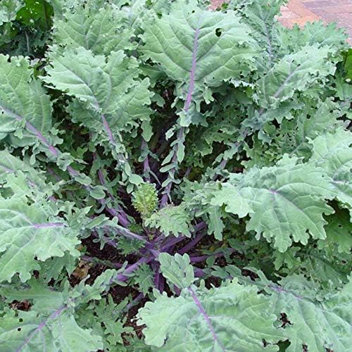 1000 Organic Red Russian Kale Seeds for Planting Heirloom Non GMO 3.5+ Grams Garden Vegetable Bulk Survival
