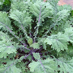 500 Organic Red Russian Kale Seeds for Planting Heirloom Non GMO 1.75+ Grams Garden Vegetable Bulk Survival