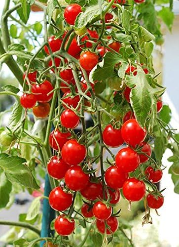 30 Sweetie Cherry a.k.a. Sugar Sweetie Tomato Seeds, Heirloom Non-GMO, Extra Sweet, Heavy-Yielding, Indeterminate, Open-Pollinated, Delicious from USA Solanum lycoperscium