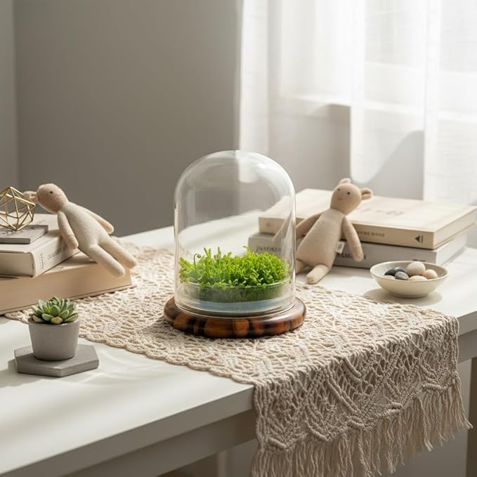 Bloomify Live Sundew Carnivorous Plants Live – Self-Growing Moss – No Maintenance Terrarium – Long-Lasting - Ecosystem