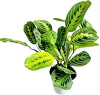 Live Plant, Lemon Lime Maranta Prayer Plant, Pet Friendly, Air Purifying, Easy Care, 12-16 inch Tall, Easy to Grow Rare Indoor Plant, Houseplant, 4 inch Pot by Hopewind Plants Shop