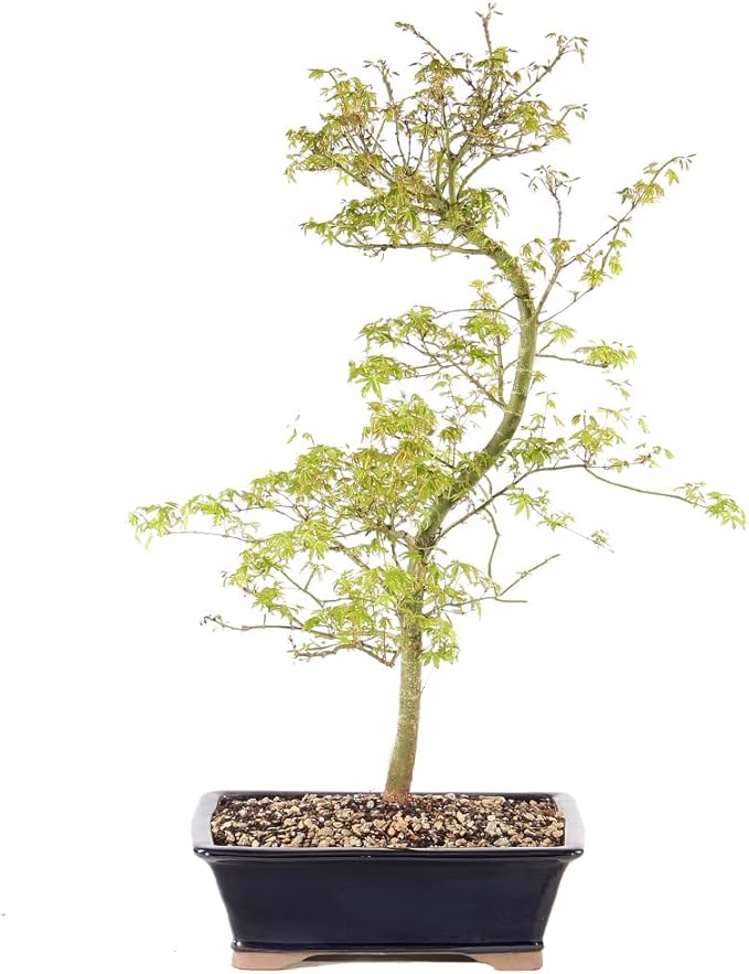 Japanese Maple