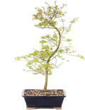 Japanese Maple