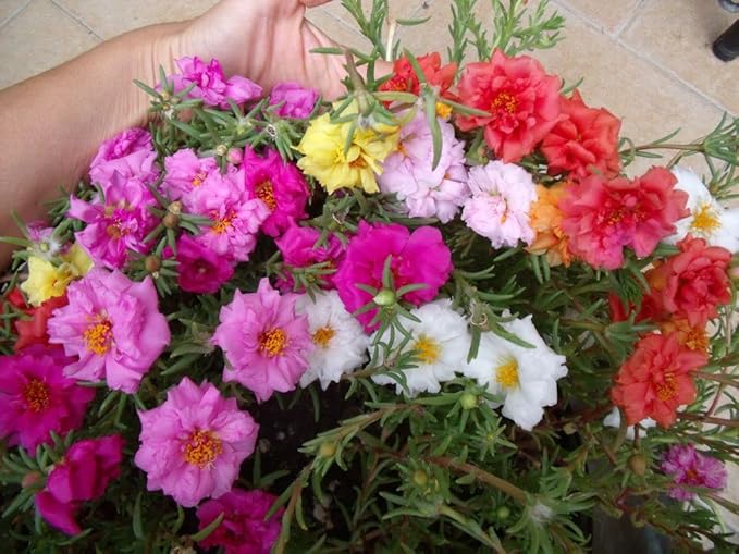 Purslane Double Flower Mix Terry Portulaca Grandiflora Seed Mix 500+ Seeds for Growing Flower Garden