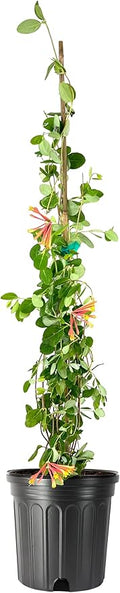 Coral Honeysuckle | 1 Extra Large Trade 3 Gallon Plant | Lonicera Sempervirens | Attracts Hummingbirds, Red Trumpet Flowers, Fast Growing, Garden Climbing Vines, Low Maintenance, Long Blooming Season