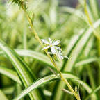 Perfect Plants Spider Plant in 8in. Hanging Basket | Live Houseplant for Indoor Growing | Easy to Care for & Keep Alive | Beautiful Green & White Variegated Leaves