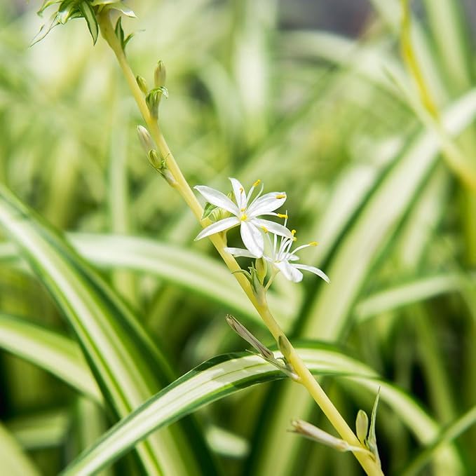 Perfect Plants Spider Plant in 6in. Midnight Blue Decor Pot | Live Houseplant for Indoor Growing | Easy to Care for & Keep Alive | Beautiful Green & White Variegated Leaves