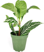 Aphelandra Zebra Plant (4 inch) - Pet-Friendly Houseplants - Attractive Indoor Plants, Easy to Grow, Pet Safe Plants for Cats & Dogs, Ideal for Home Decor, Office & Gift