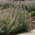 RedCrocus Whispurr Pink' Catmint Nepeta x faassenii, Bushy Perennial for Borders & Containers, Attracts Pollinators, Pet Safe, Drought Tolerant, Easy Care, 12 2 Gallon