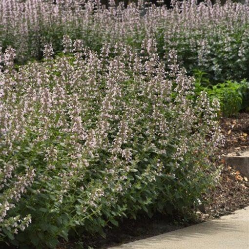 RedCrocus Whispurr Pink' Catmint Nepeta x faassenii, Bushy Perennial for Borders & Containers, Attracts Pollinators, Pet Safe, Drought Tolerant, Easy Care, 12 2 Gallon