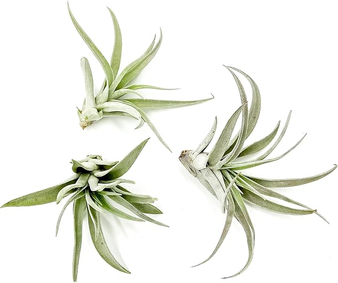 ragnaroc Air Plants - Flowering Tillandsia Harrisii, Large 3-5" - 3ct - Live Arrival Guaranteed - House Plants for Home Decor & Gift