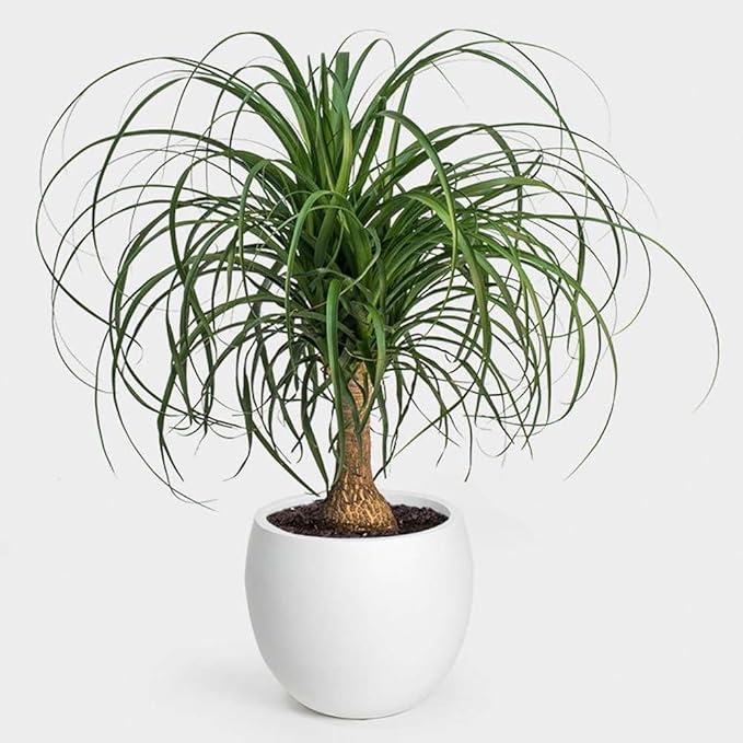 Palm Ponytail Live Plant for Indoor | Different Houseplants in 4'' & 6'' Pot | Real House Plant for Living Room, Office, Desk & Bathroom | Beaucarnea recurvata | Ponytail Palm