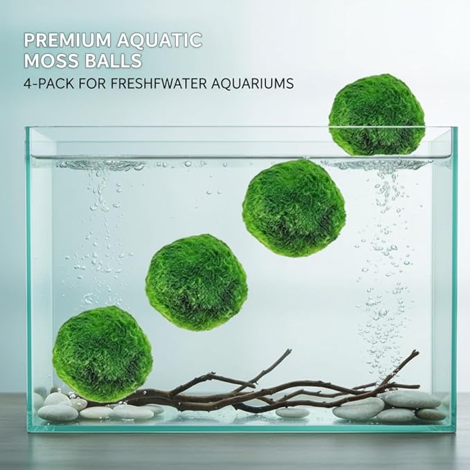 Plantas Naturales, 4-Pack Live Marimo Moss Balls, 2.7-2.9cm After Soaking - Natural Aquarium Plants for Fish Tank Decor & Ecological Bottles, Marimo Planta Viva