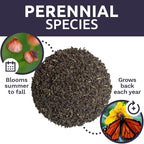 Plains Coreopsis Seeds – Native Flowers – Extra Large Packet – Over 100,000 Open Pollinated Non-GMO Wildflower Seeds – Coreopsis tinctorial